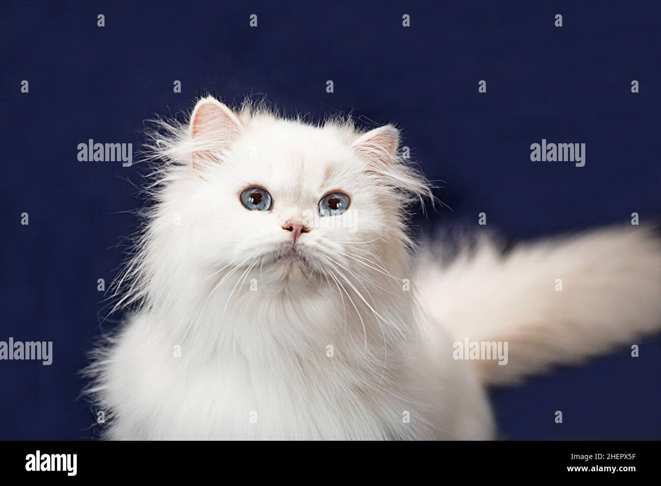 Hochformat. Eine weiße Katze auf einem dunkelblauen Hintergrund. Ein flauschiges, schneebedecktes Kätzchen sitzt. Nahaufnahme der Schnauze von Tieren. Ein Haustier Stockfoto