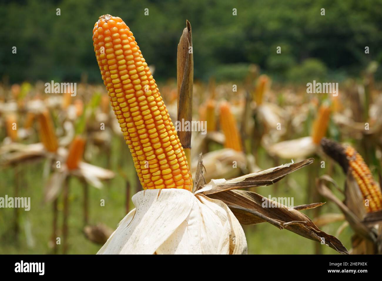 Mais ist ein hohes jährliches Getreidegras (Zea mays), das aufgrund seiner großen länglichen Ähren aus stärkehaltigen Samen weit verbreitet ist. Die Frucht der süßen Maispflanze. Stockfoto