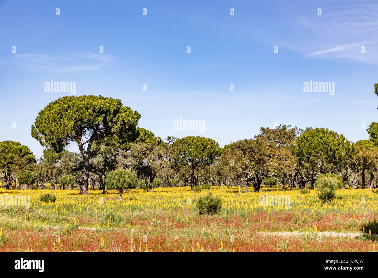 korkbäume an der Algarve in Portugal Stockfoto