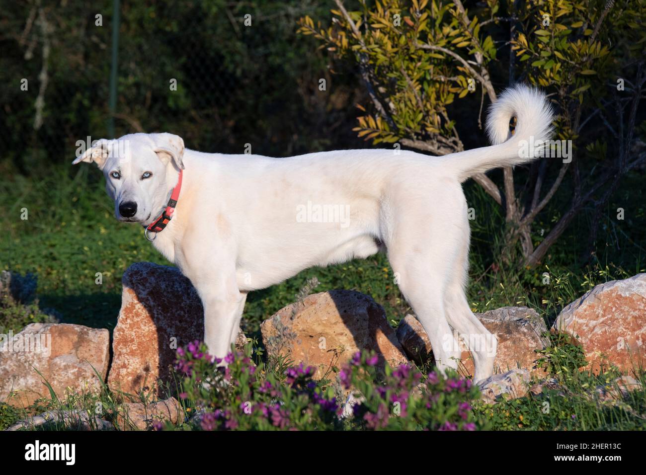 Ausgewachsener estrela-Berghund im Nanning-Licht im Garten in Portugal Stockfoto