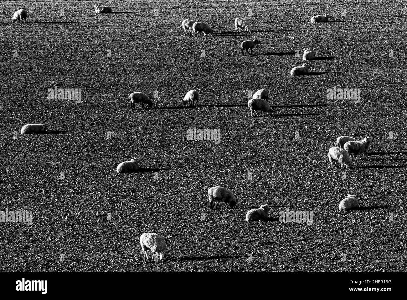 Schafe weiden an einem sonnigen Wintertag auf einem Feld in den South Downs Stockfoto