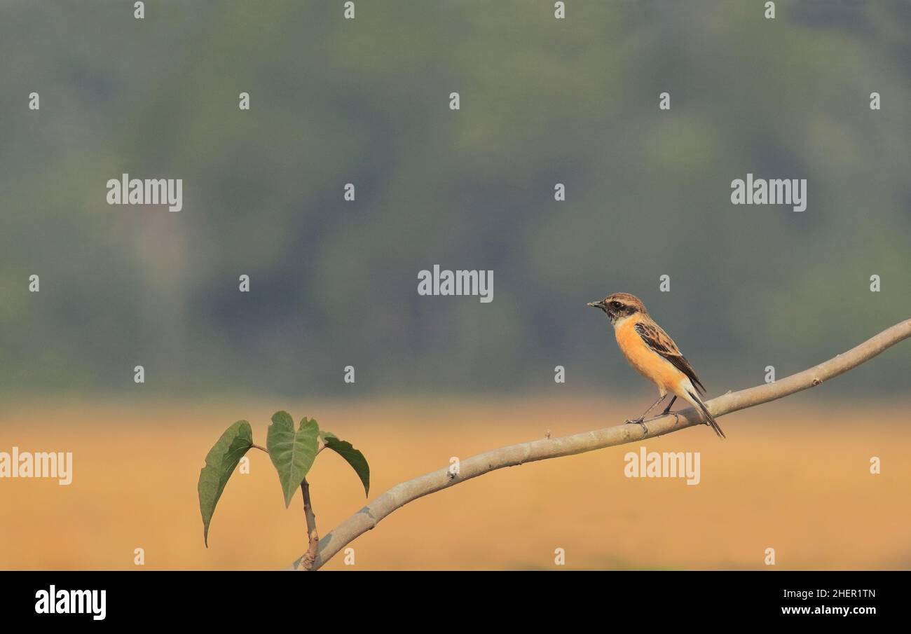 sibirischer Steinechat (saxicola maurus), der auf einem Ast steht Stockfoto