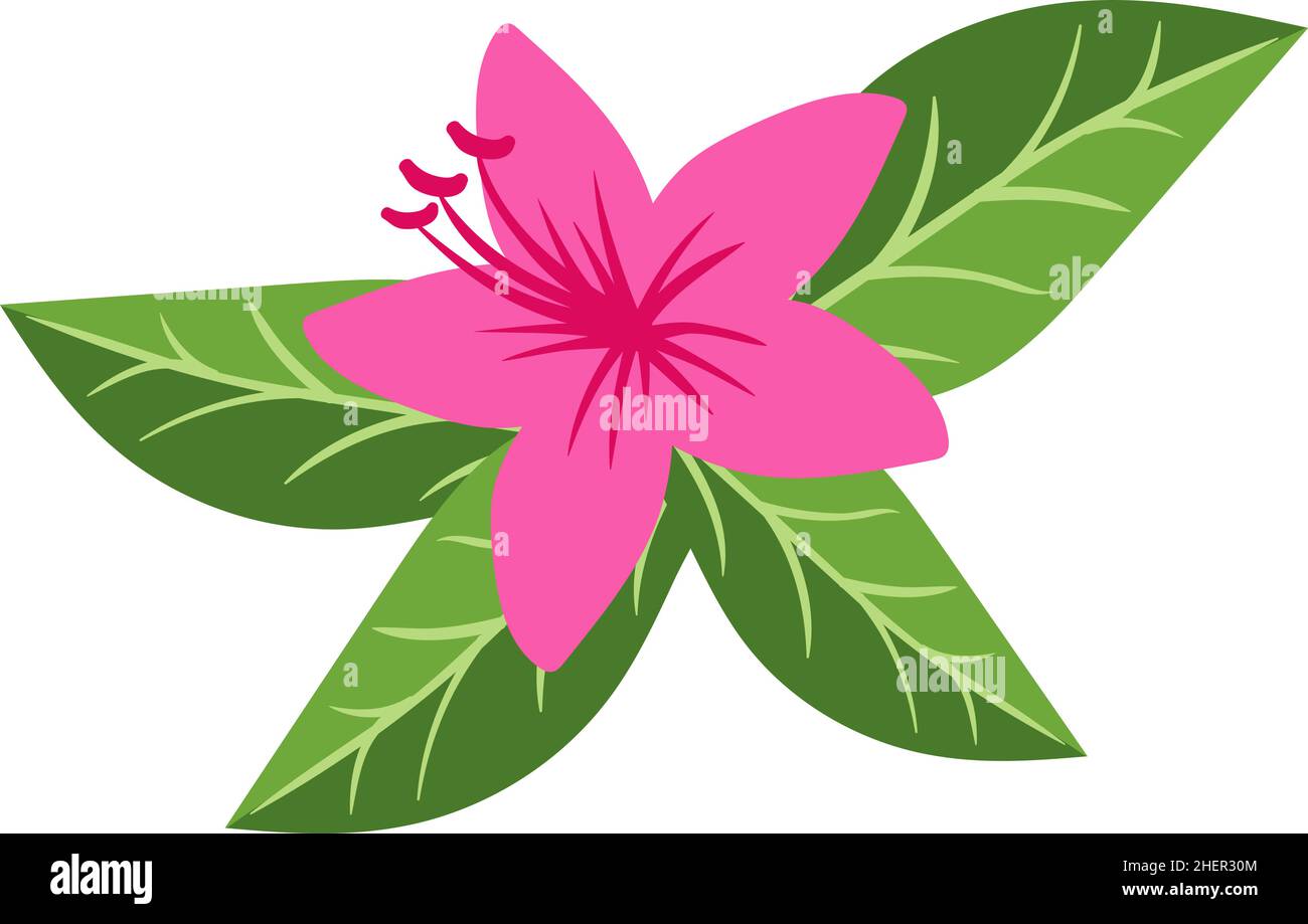 Hibiskuspflanze mit grünen Blättern. Exotische rosa Blume Stock Vektor