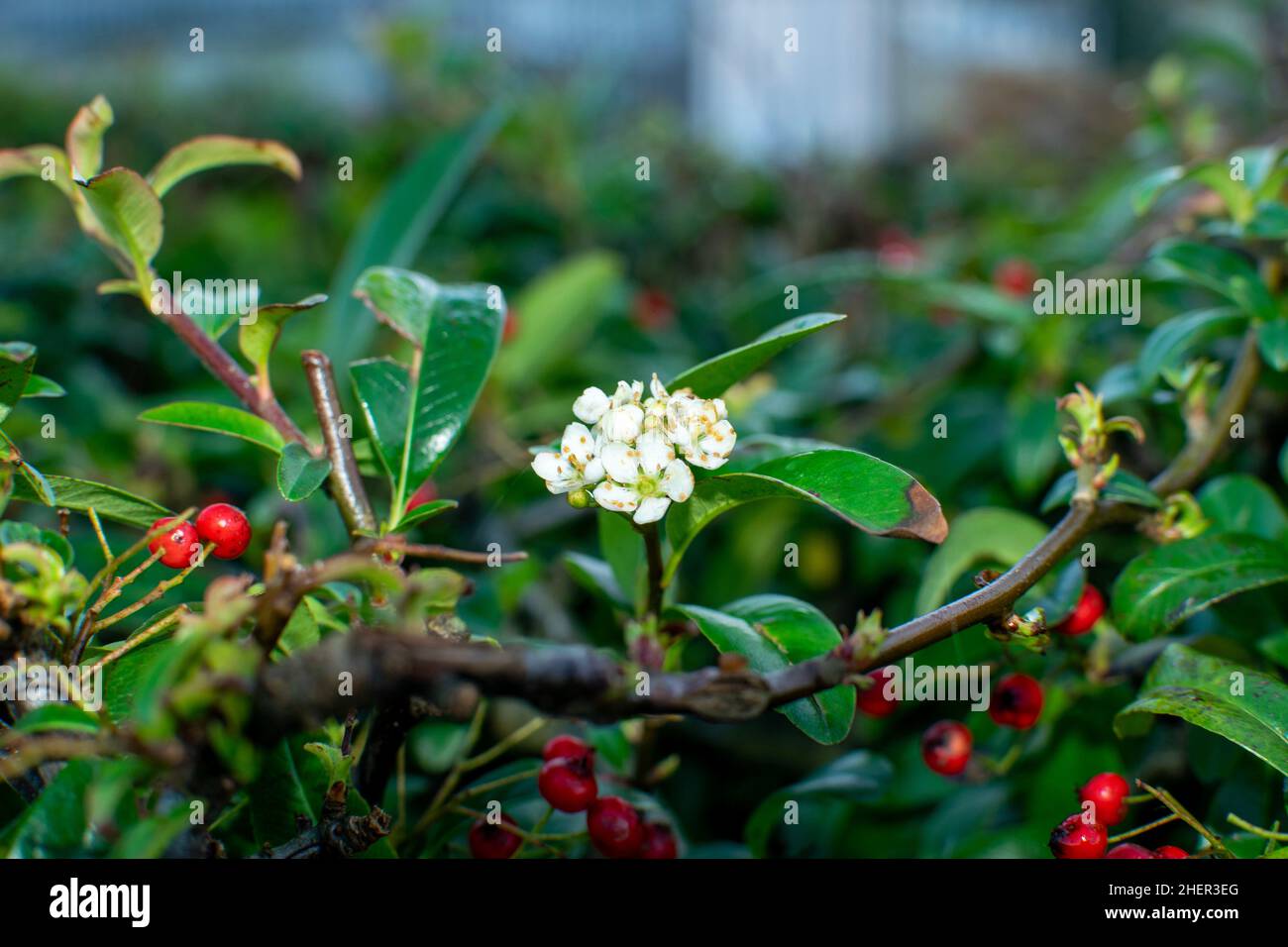 Weiße Blumen auf einem verschwommenen grünen Hintergrund Stockfoto