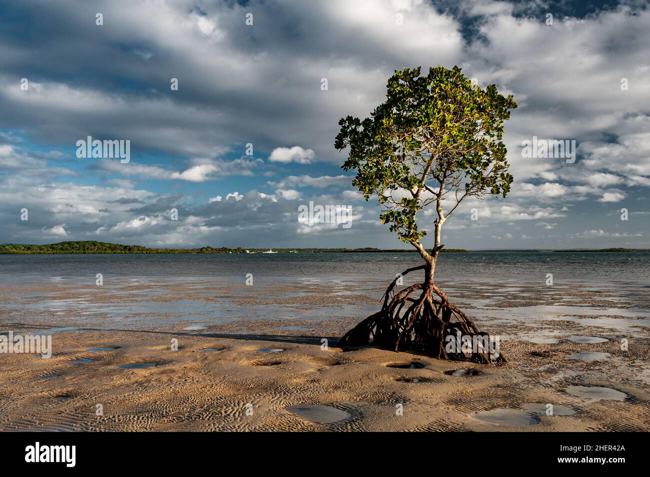 Mangrove bei Ebbe am Strand von Inskip Point. Stockfoto