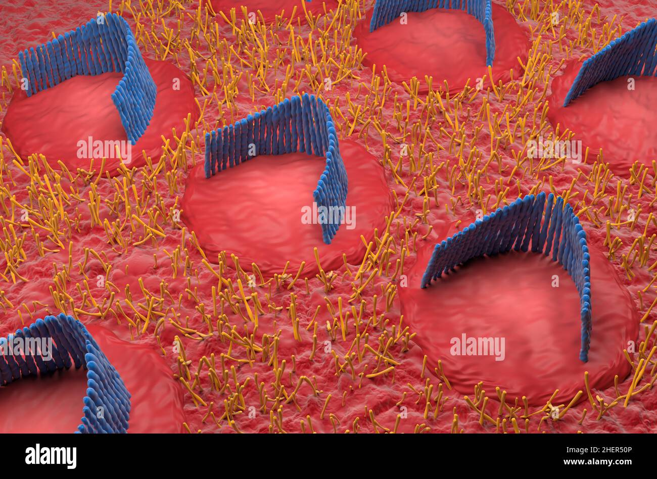 Haarzellen im inneren Ohr im vestibulären System - isometrische Ansicht 3D Abbildung Stockfoto