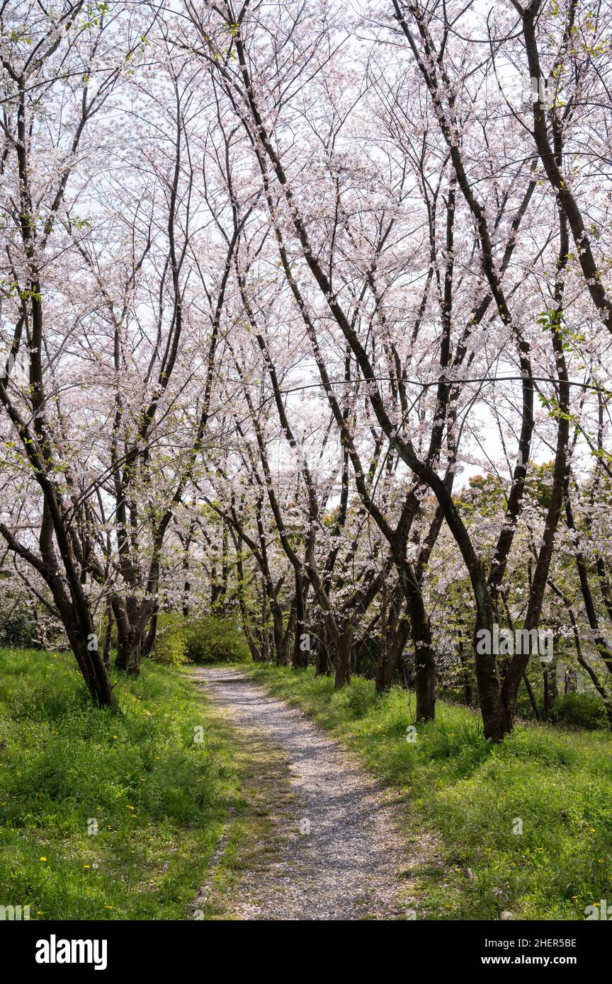 Spazierweg mit gefallenen Sakura-Blütenblättern zwischen blühenden Kirschblütenbäumen. Frühling in einem Park. Stockfoto