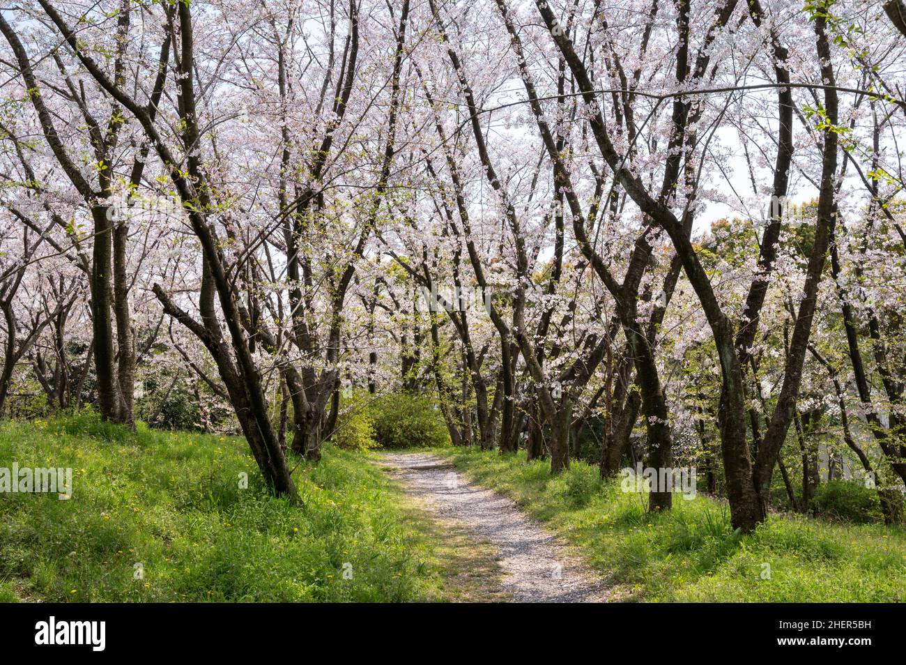 Spazierweg mit gefallenen Sakura-Blütenblättern zwischen blühenden Kirschblütenbäumen. Frühling in einem Park. Stockfoto