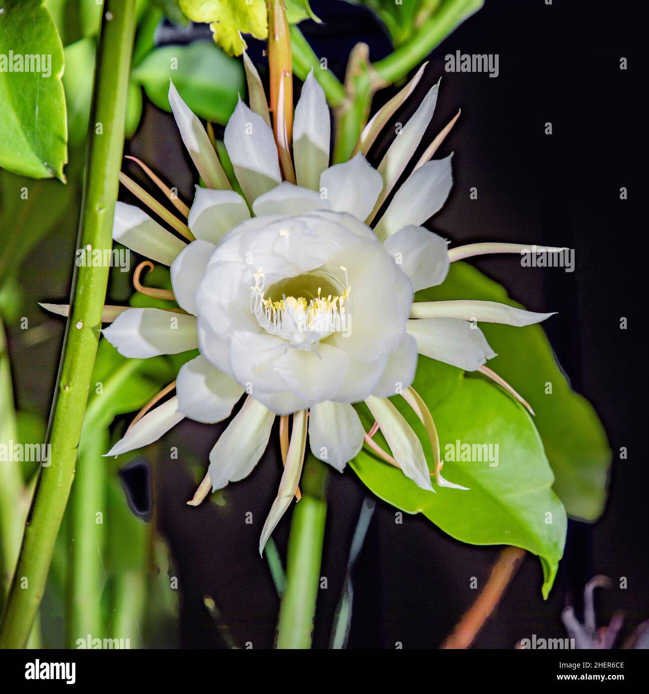 Berühmter blühender Artepitheton grandiflorus bei Nacht, Puppenname Königin der Nacht Stockfoto