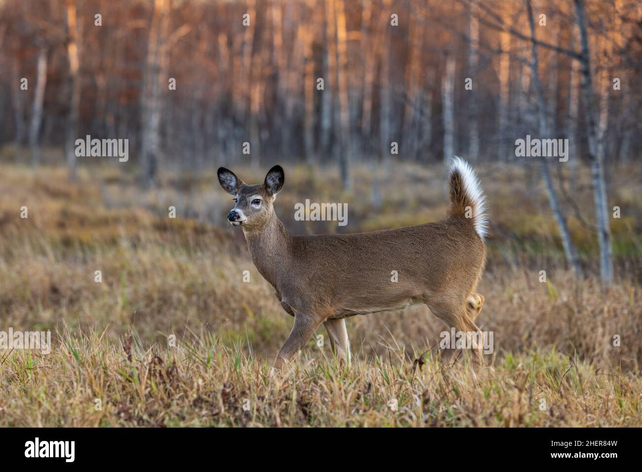 Weißschwanz-Rehkitz läuft mit seinem Schwanz nach oben im nördlichen Wisconsin-Feld. Stockfoto