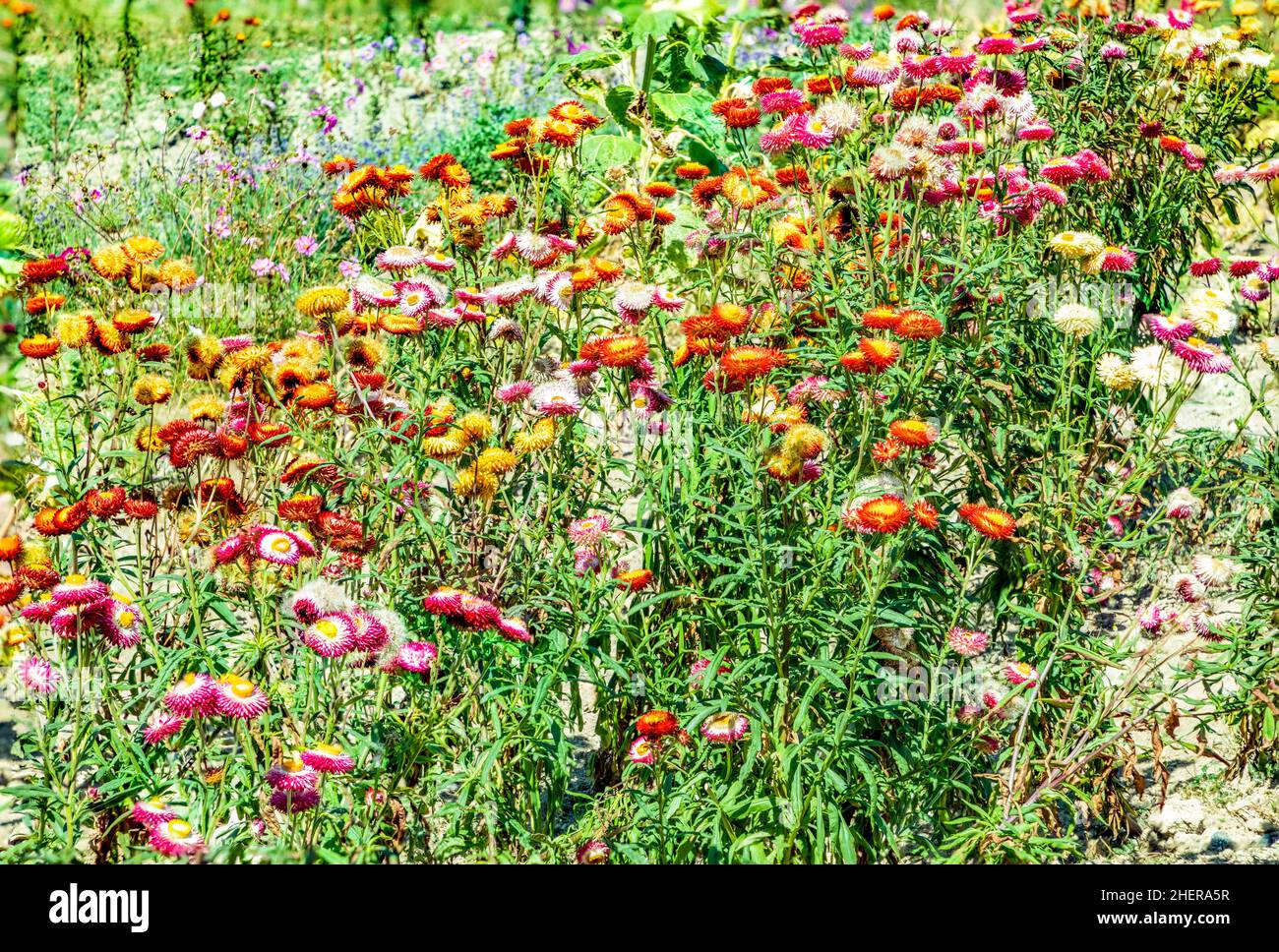 Bunte blühende Blumenwiese mit verstreuten Blumen Stockfoto