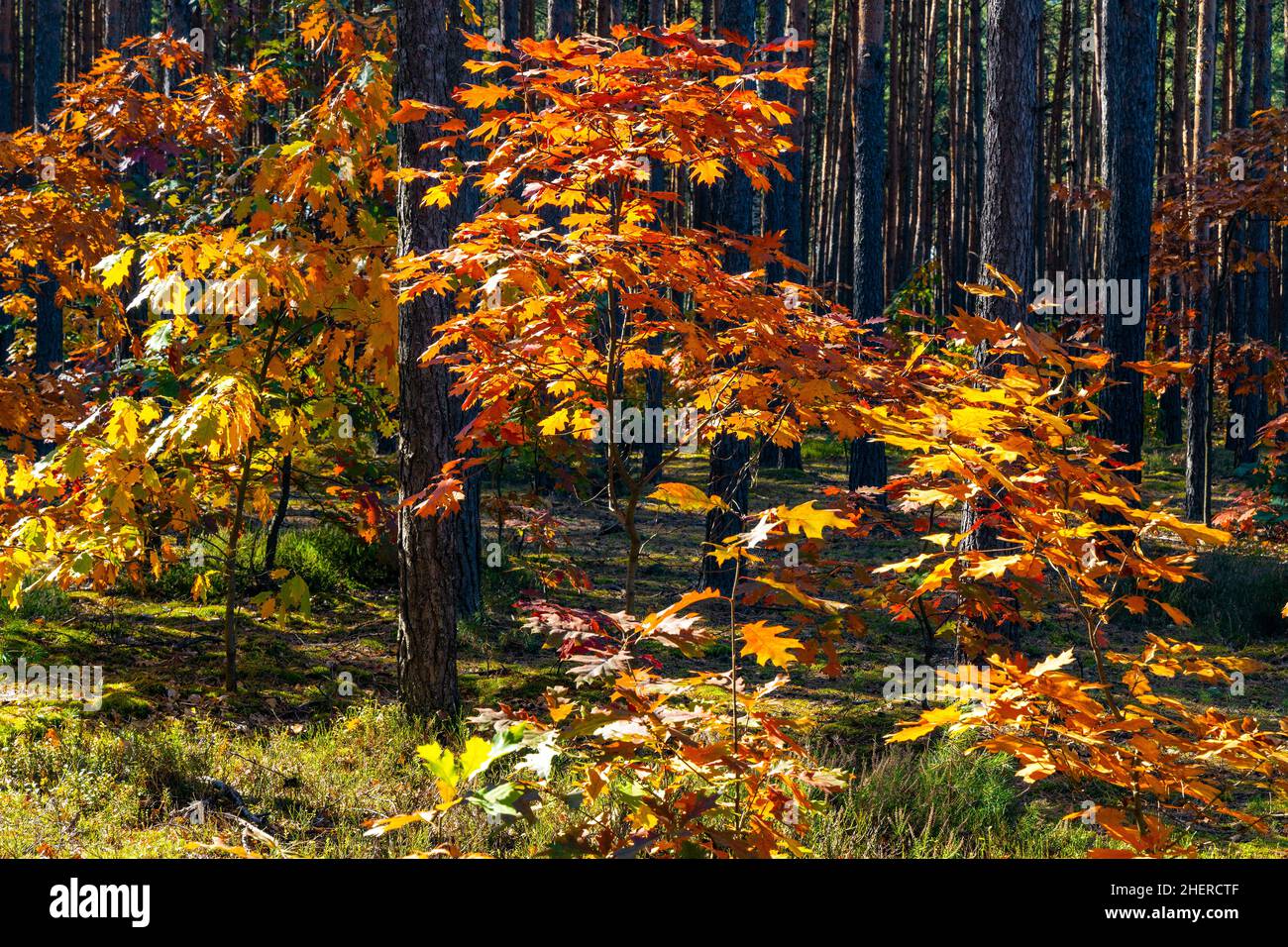 Herbstpanorama von gemischten Walddickicht mit buntem Baumblättermosaik im Mazowiecki Landschaftspark in Celestynow bei Warschau in Mazovia in Polen Stockfoto