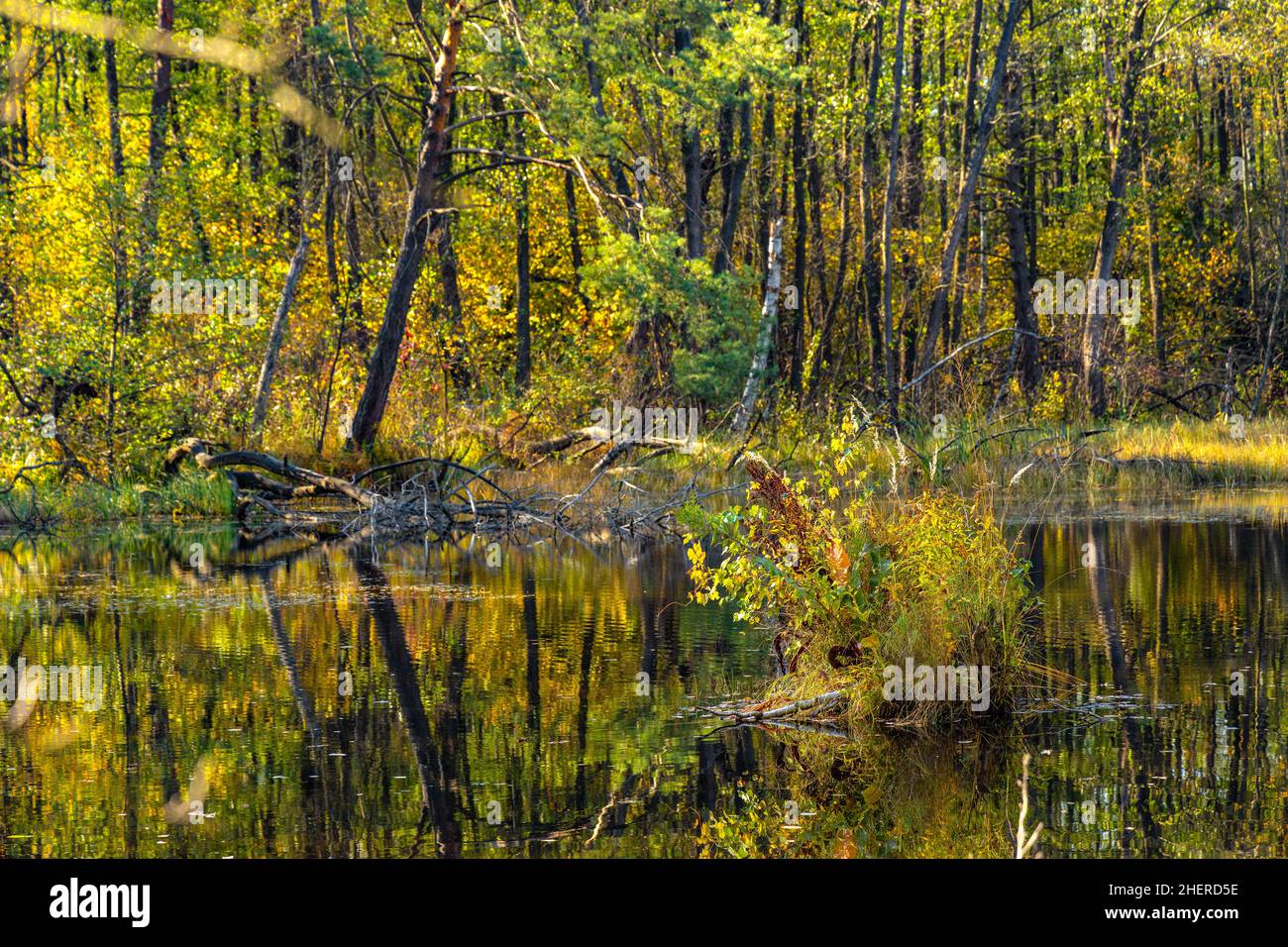 Herbstpanorama des Walddickichts im Torfmoorreservat Czarne Jeziorka Black Pond im Mazowiecki Landschaftspark in Celestynow bei Warschau in Polen Stockfoto