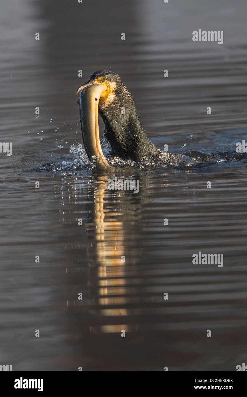 Kormoran taucht ab und fängt einen großen Fisch Stockfoto