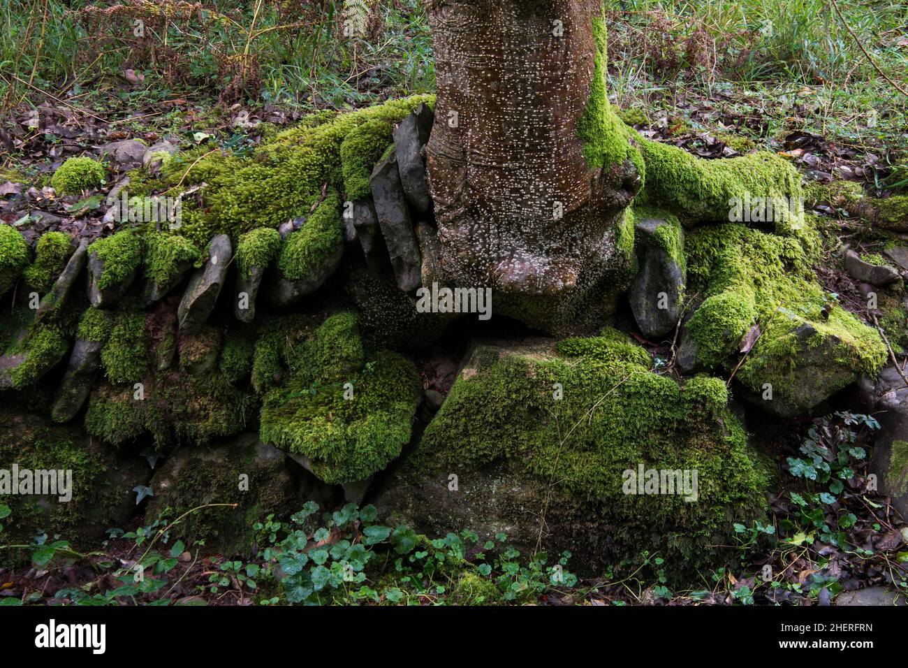 Eine mit Moos bewachsene Trockensteinmauer in einem Waldgebiet. Zwischen den Steinen wächst ein Baum Stockfoto
