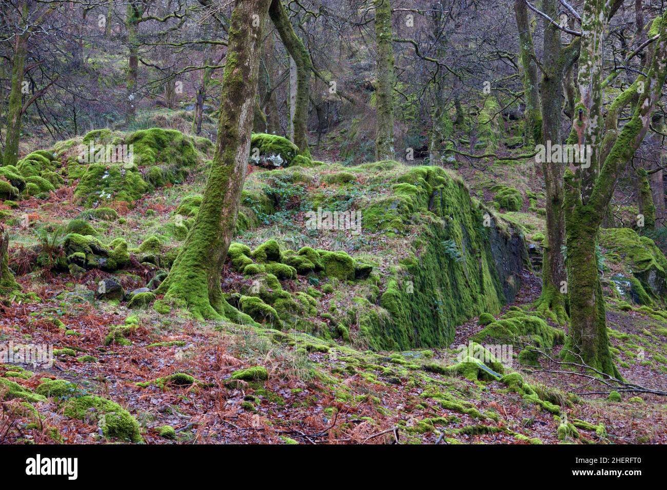 Coed Victoria ist ein alter Eichenwald in der Nähe von Llanberis im Snowdonia National Park, Wales. Stockfoto Coed Victoria ist ein alter Eichenwald in der Nähe von Llanberis im Snowdonia National Park, Wales. Stockfoto