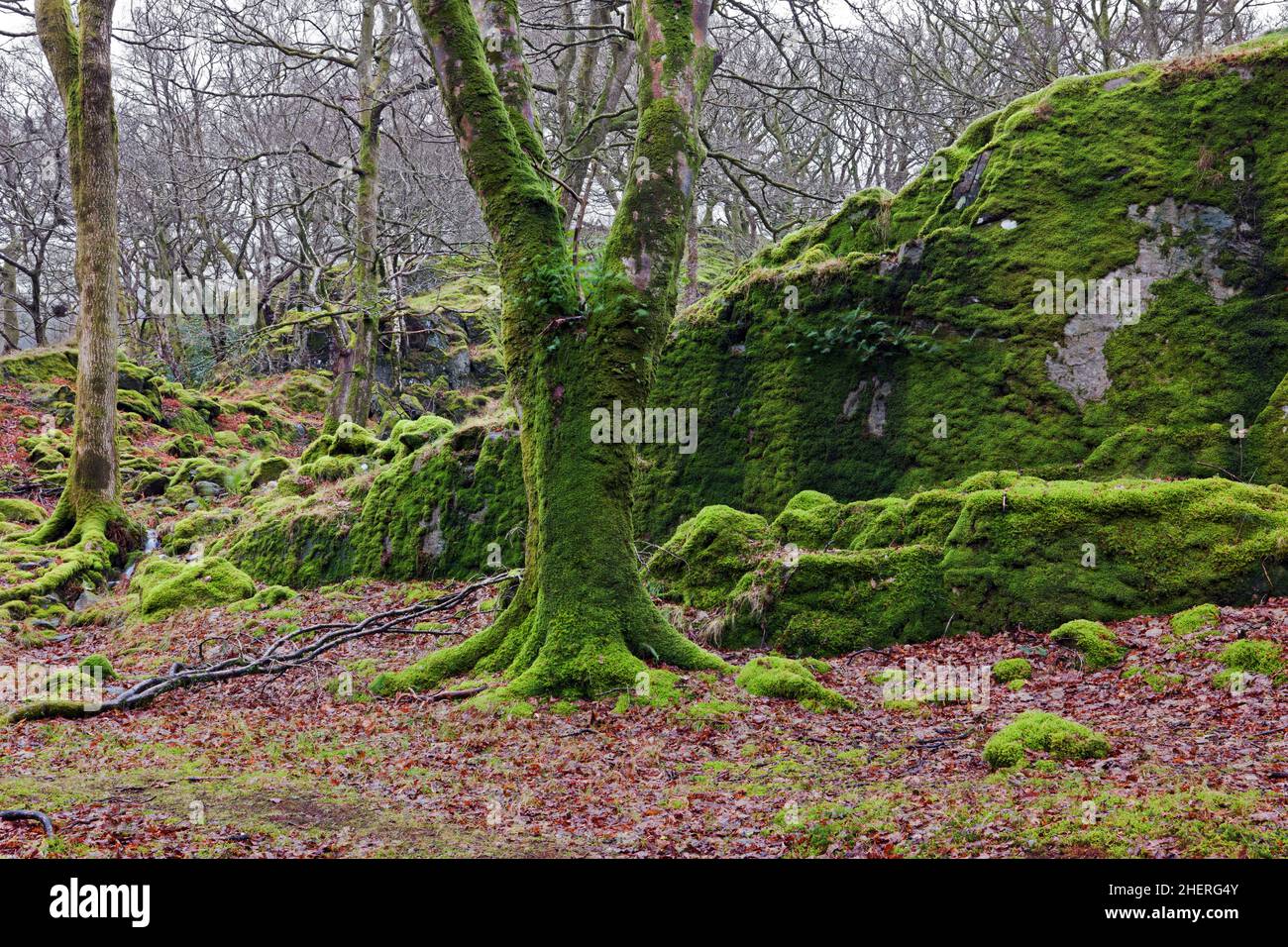 Coed Victoria ist ein alter Eichenwald in der Nähe von Llanberis im Snowdonia National Park, Wales. Stockfoto Coed Victoria ist ein alter Eichenwald in der Nähe von Llanberis im Snowdonia National Park, Wales. Stockfoto