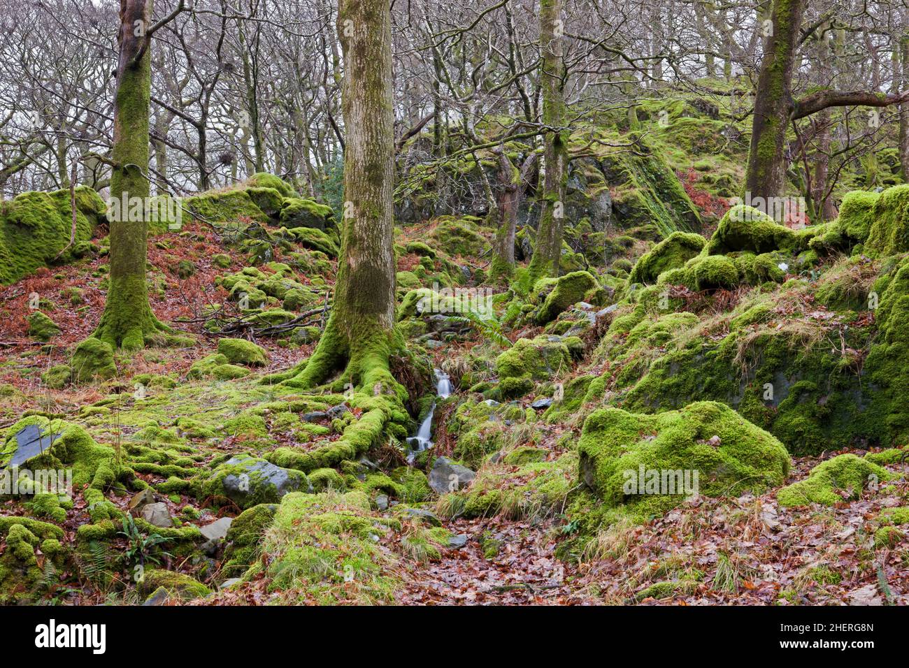 Coed Victoria ist ein alter Eichenwald in der Nähe von Llanberis im Snowdonia National Park, Wales. Stockfoto