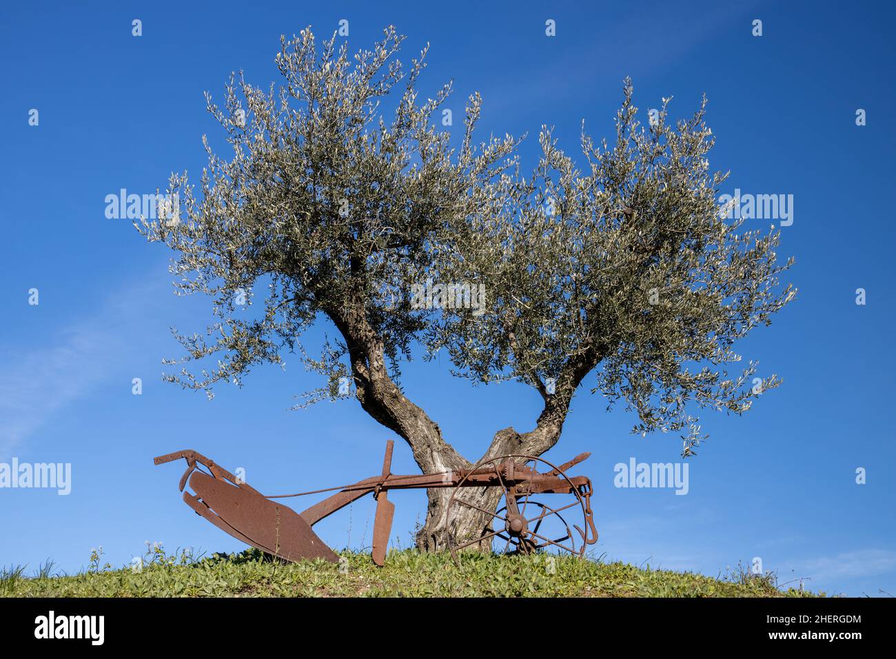 Montefeltro , Marken- Italien:auf den Hügeln von Montefeltro ein Pflug am Fuße eines Olivenbaums Stockfoto