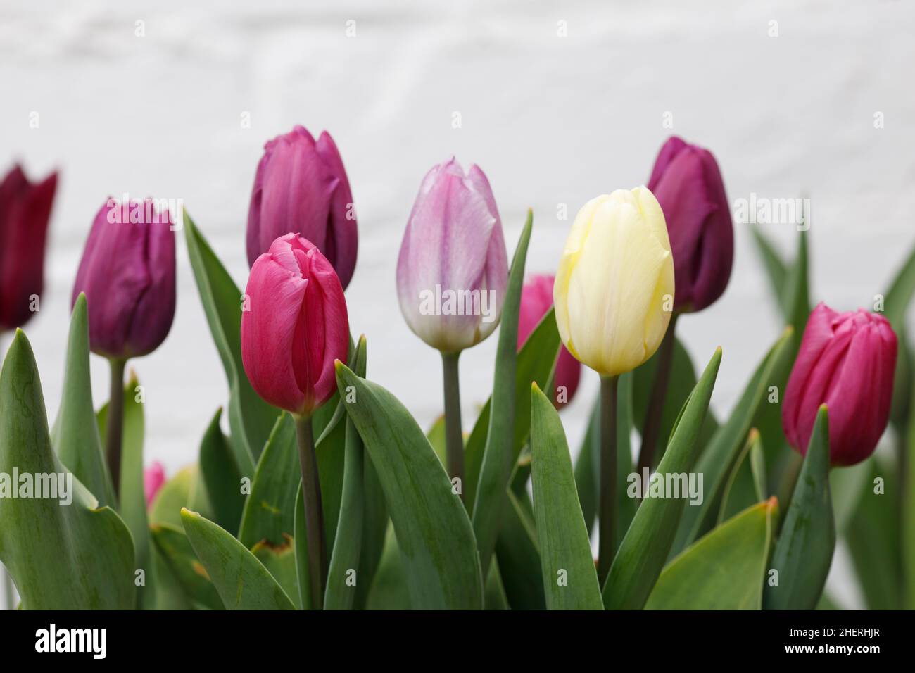 Tulipa Flag Collection - April Stockfoto