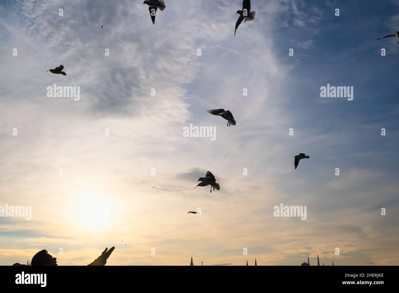 Mensch Silhouette Fütterung Vögel fliegen in den Himmel. Verbindung zwischen Wildtieren und menschlichen Konzept Stockfoto