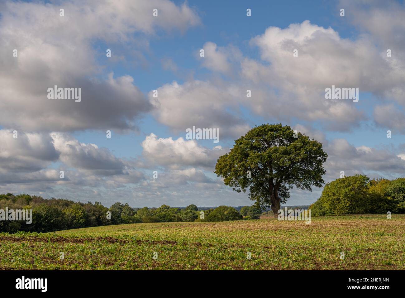 Eiche im Feld in der Nähe des Dorfes Stock, Chelmsford Essex. Stockfoto