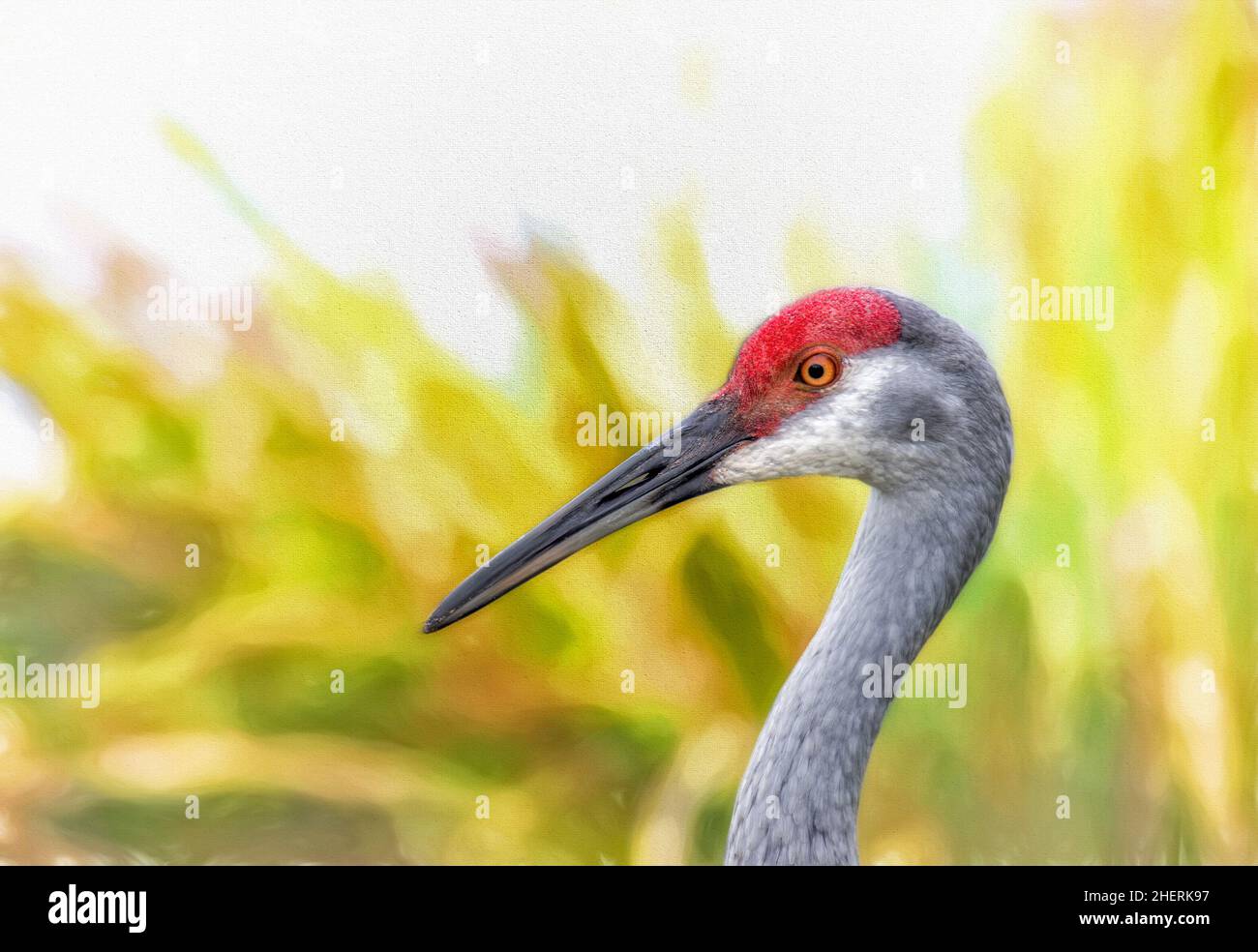 Sandhill Kran Mit Lackiertem Hintergrund Stockfoto