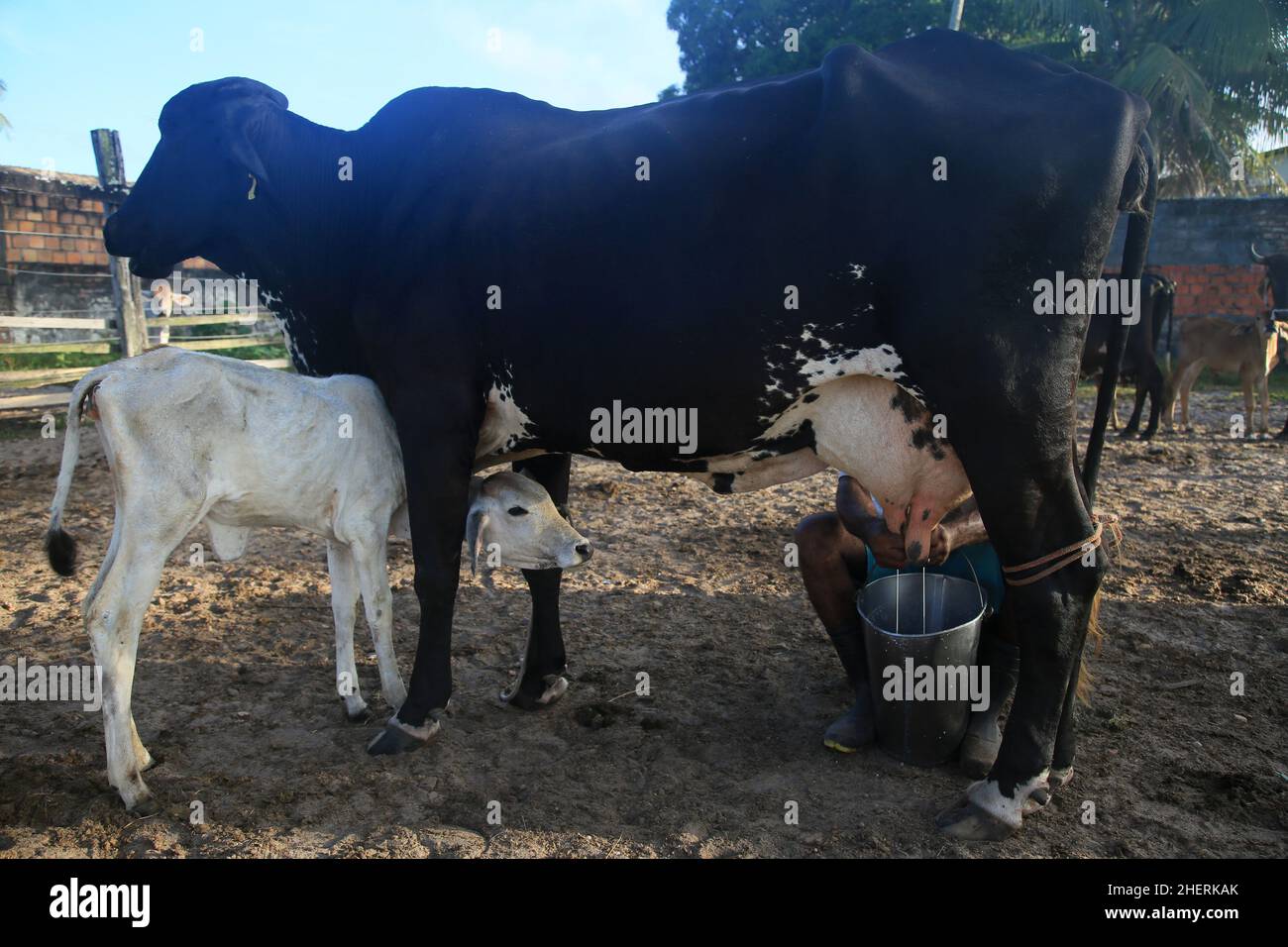 conde, bahia, brasilien - 9. januar 2022: Cowboy beim manuellen Melken einer Milchkuh auf einem Bauernhof in der Stadt Conde. Stockfoto