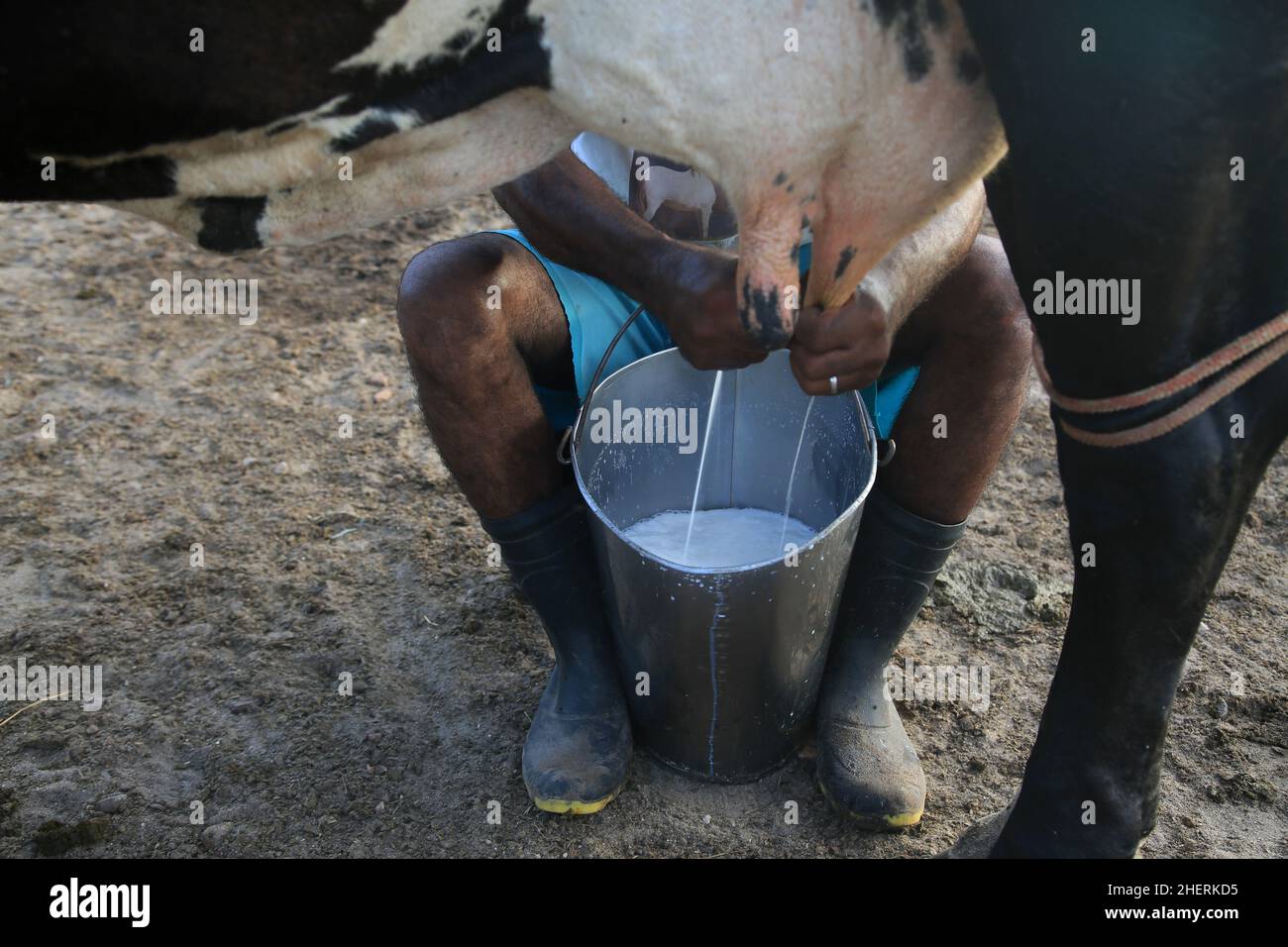 conde, bahia, brasilien - 9. januar 2022: Cowboy beim manuellen Melken einer Milchkuh auf einem Bauernhof in der Stadt Conde. Stockfoto