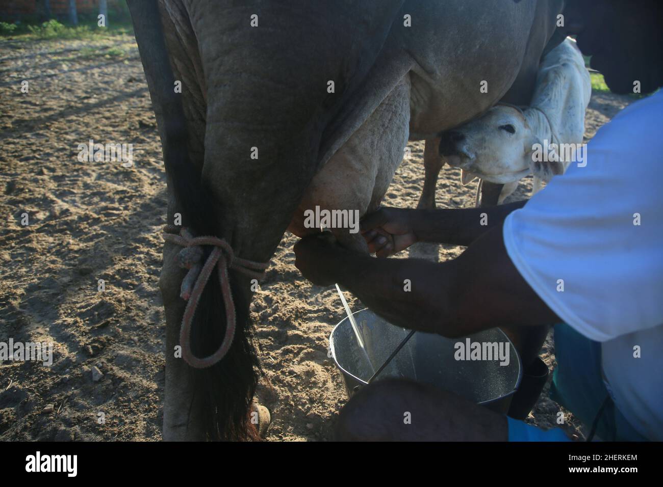 conde, bahia, brasilien - 9. januar 2022: Cowboy beim manuellen Melken einer Milchkuh auf einem Bauernhof in der Stadt Conde. Stockfoto