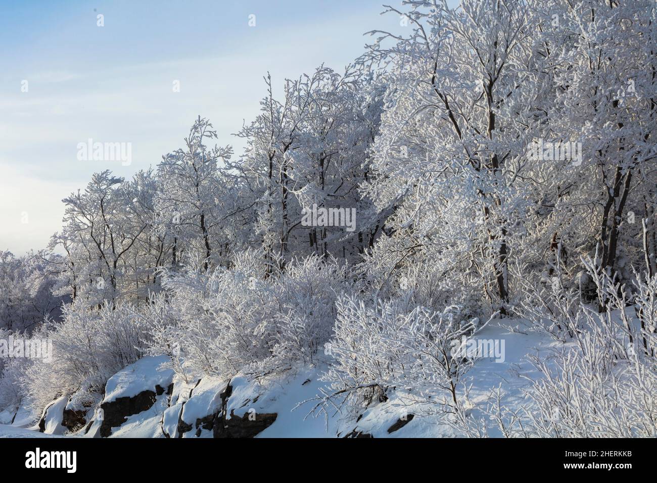 Winterlandschaft, schneebedeckte Bäume, Quebec, Kanada Stockfoto