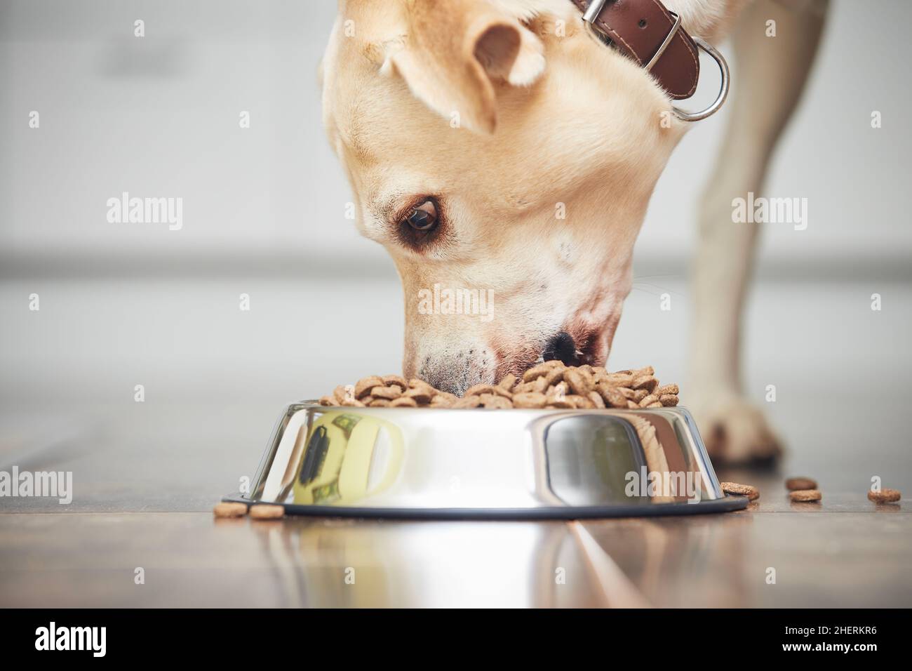 Fütterung von hungriger Hund. Labrador Retriever essen Granulat aus Metall Schüssel in der Küche zu Hause. Stockfoto