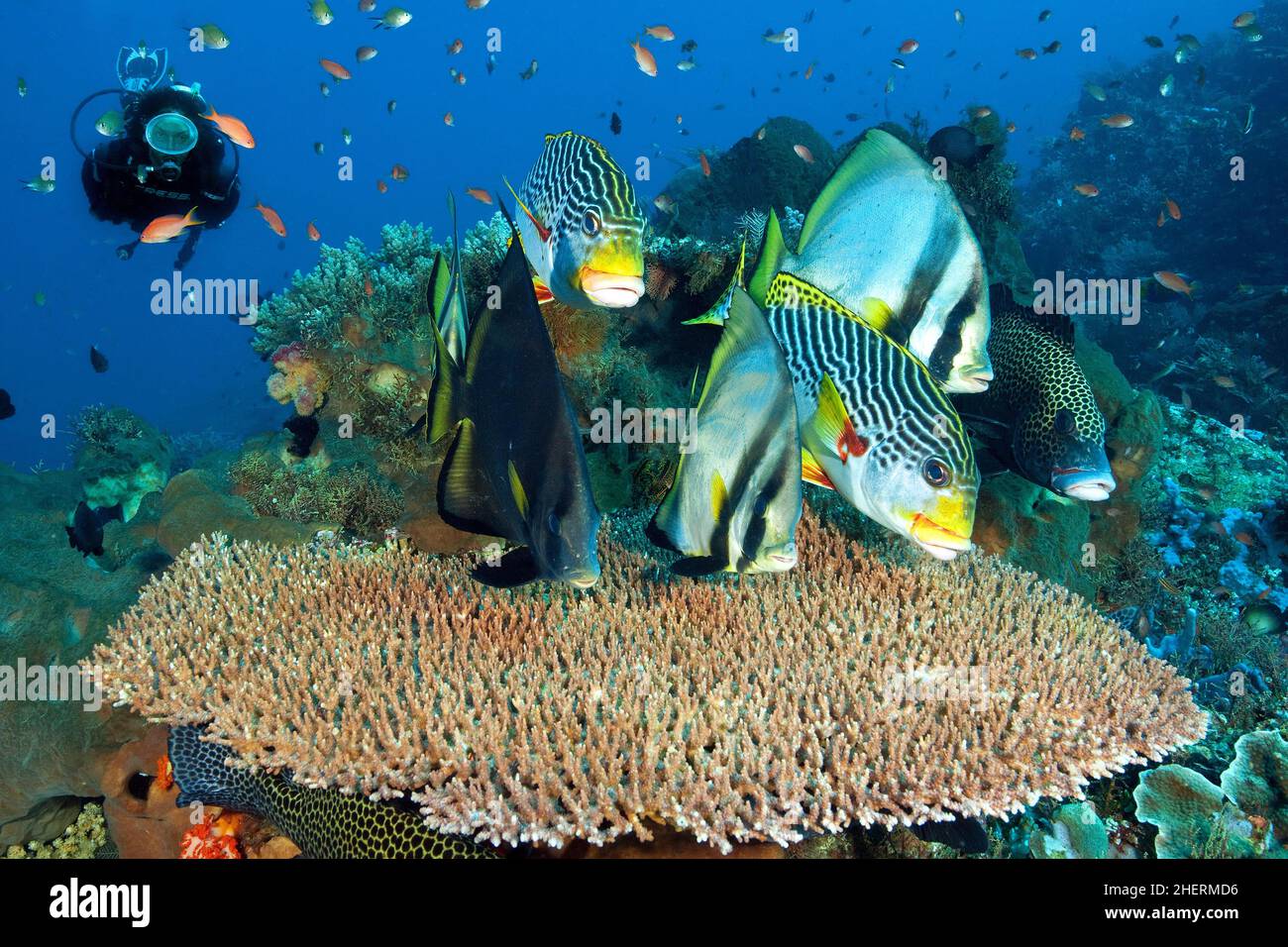 Der Tauch beobachtet eine Gruppe scharfköpfiger Fledermausfische (Platax pinnatus) und diagonal gebänderter Süßlippen (Plectorhinchus lineatus), die über intakter Hyazinthe schwimmen Stockfoto