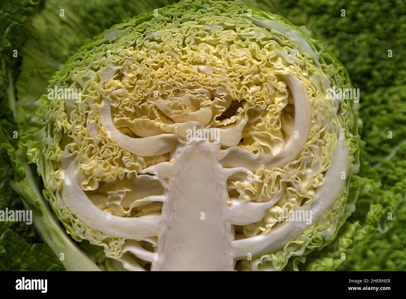 Struktur eines halbierten Gemüsekohls (Brassica oleracea var. sabauda), Bayern, Deutschland Stockfoto