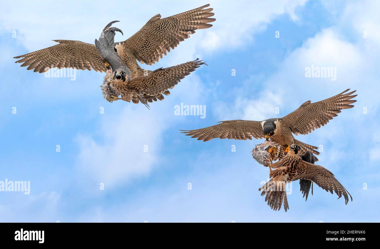 Hawk im Flug mit Fischen in den Krallen, zwei Falken kämpfen in der Luft um Nahrung, Jagd Vögel kämpfen Stockfoto