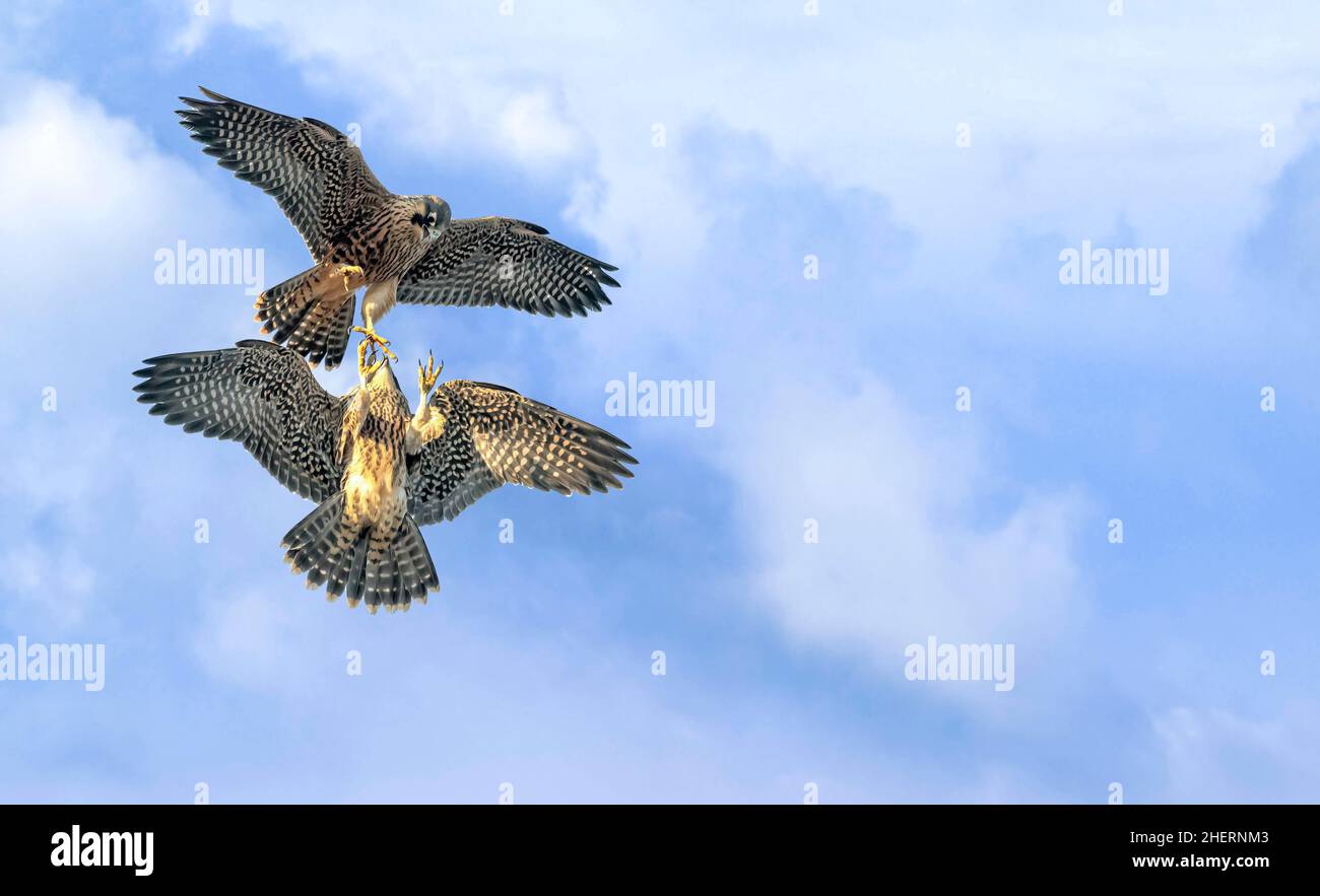 Hawk im Flug mit Fischen in den Krallen, zwei Falken kämpfen in der Luft um Nahrung, Jagd Vögel kämpfen Stockfoto