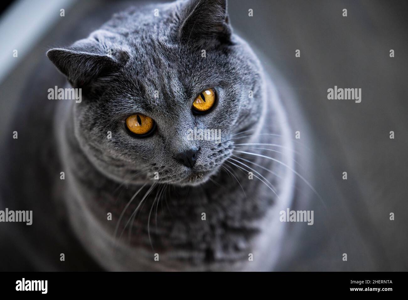 Graue Kartäuser-Katze mit gelben Augen, Tierportrait, Köln, Nordrhein-Westfalen, Deutschland Stockfoto
