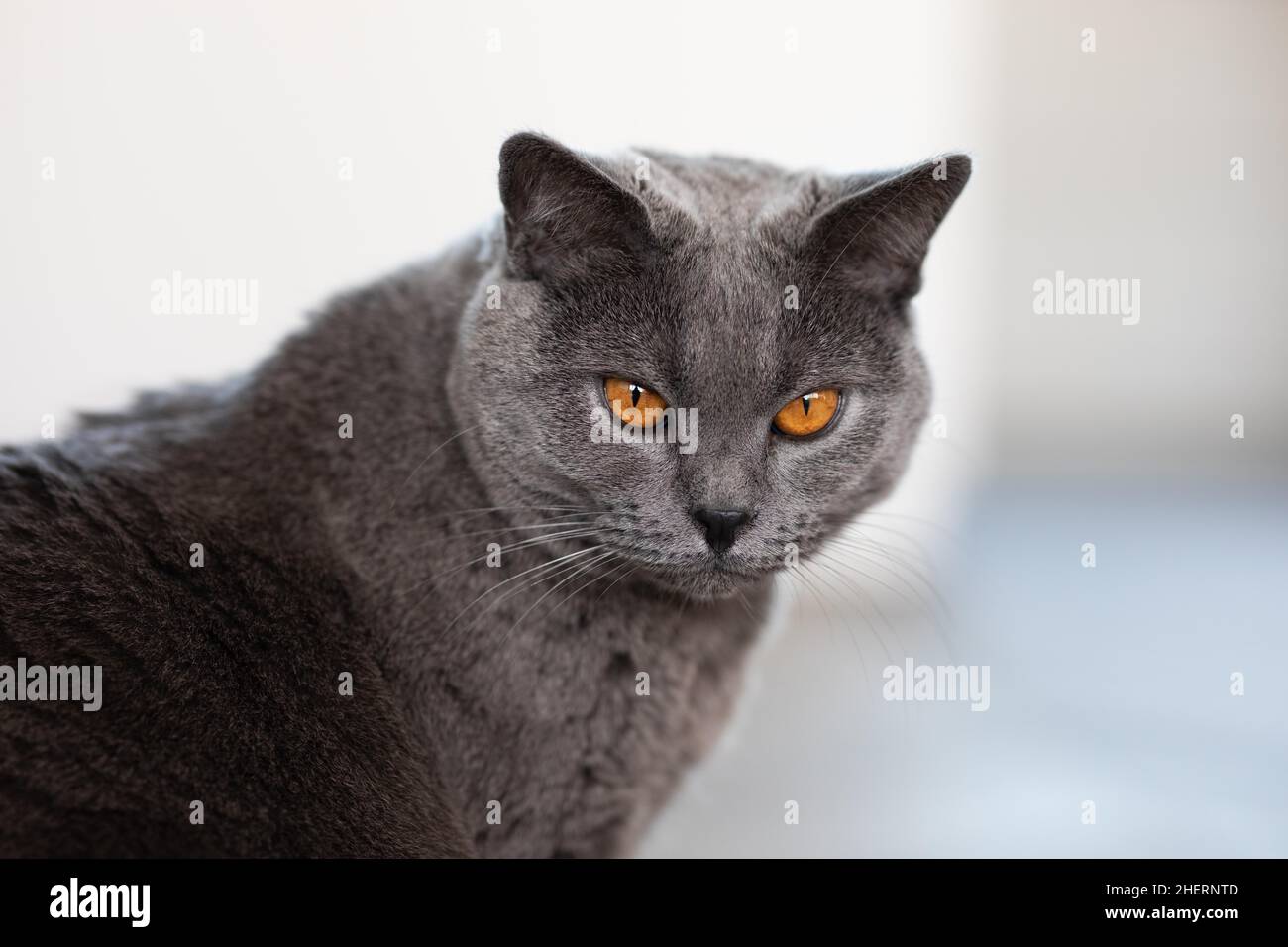 Graue Kartäuser-Katze mit gelben Augen, Tierportrait, Köln, Nordrhein-Westfalen, Deutschland Stockfoto