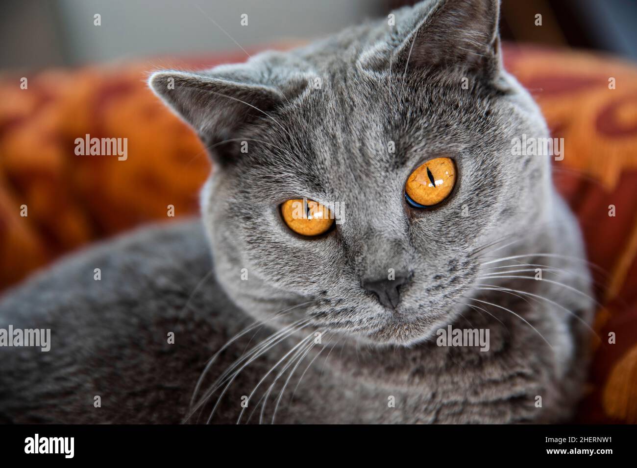 Graue Kartäuser-Katze mit gelben Augen im Korb, Tierportrait, Köln, Nordrhein-Westfalen, Deutschland Stockfoto