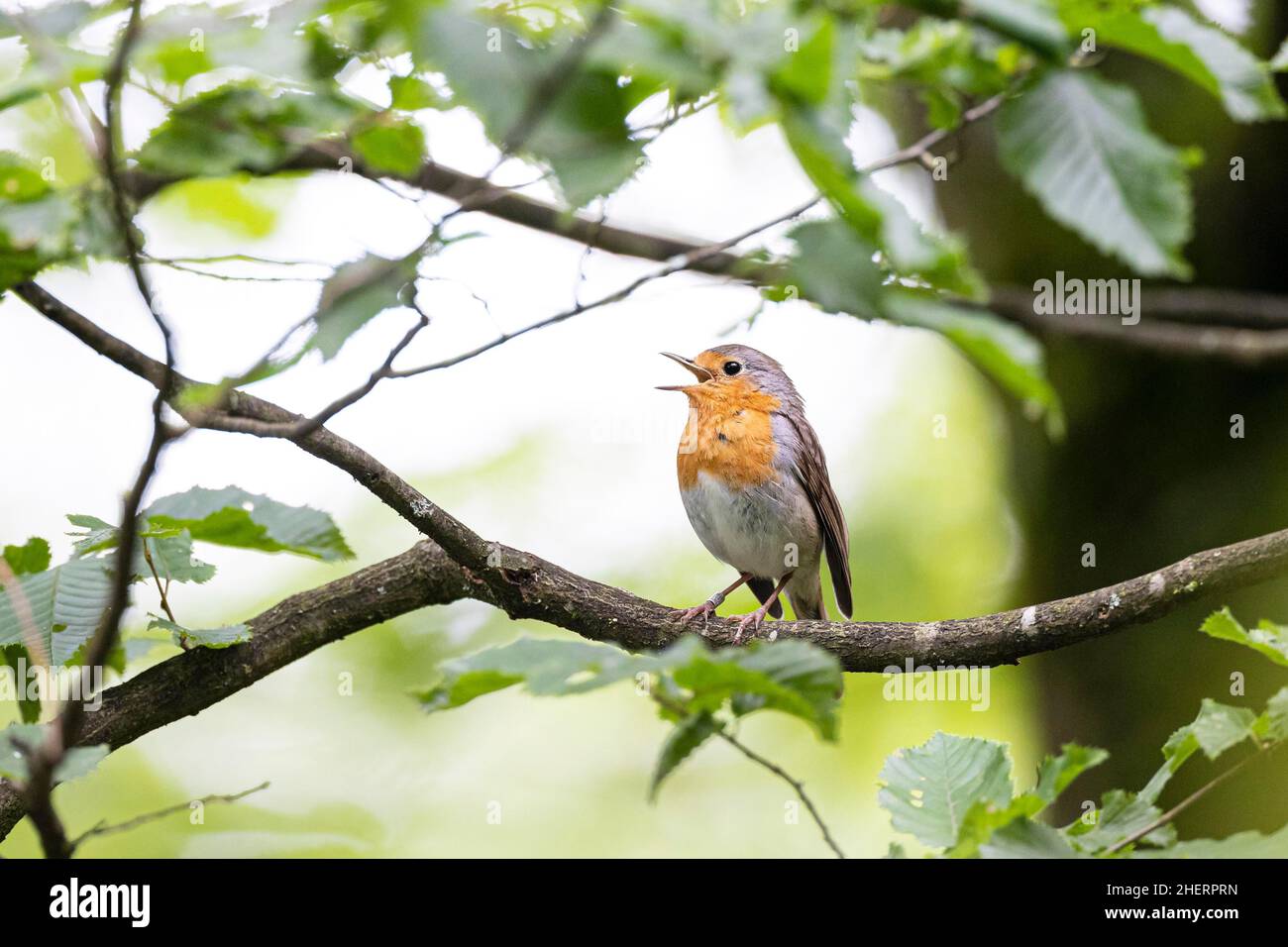 Europäischer Rotkehlchen (Erithacus rubecula), der auf einem Zweig singt, Bad Homburg, Hessen, Deutschland Stockfoto