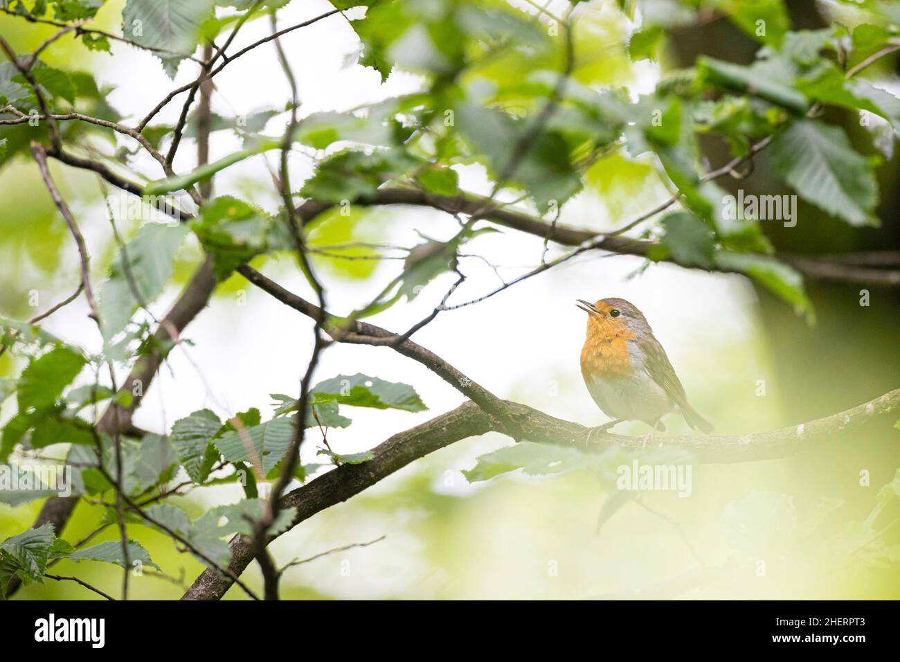 Europäischer Rotkehlchen (Erithacus rubecula), der auf einem Zweig singt, Bad Homburg, Hessen, Deutschland Stockfoto