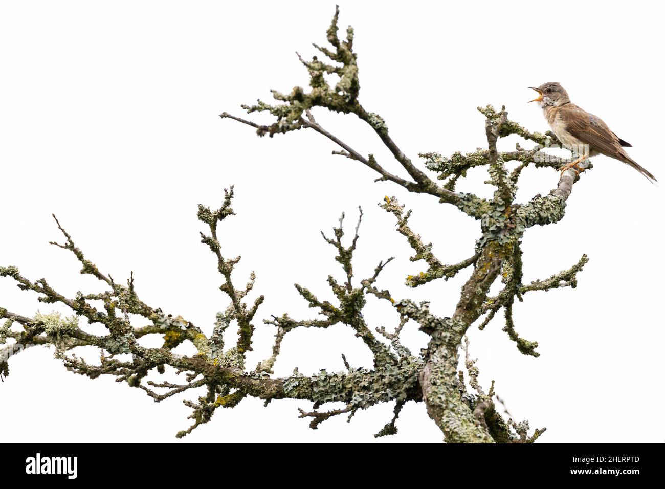 Gartenlaubsänger (Sylvia Borin), erwachsenes Männchen, das auf einem mit Flechten bedeckten Zweig singt, Bad Homburg, Hessen, Deutschland Stockfoto