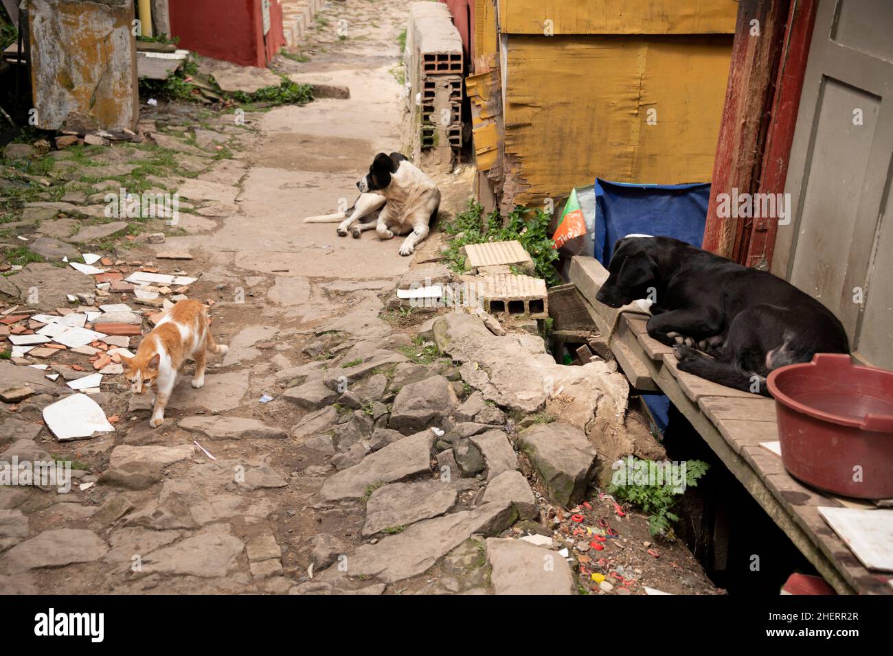 Zwei Hunde und eine Katze auf einer Gasse in benachteiligten Baracken, in der berüchtigten Bande Barrio Egipto Nachbarschaft, Bogota, Kolumbien, Südamerika. Stockfoto