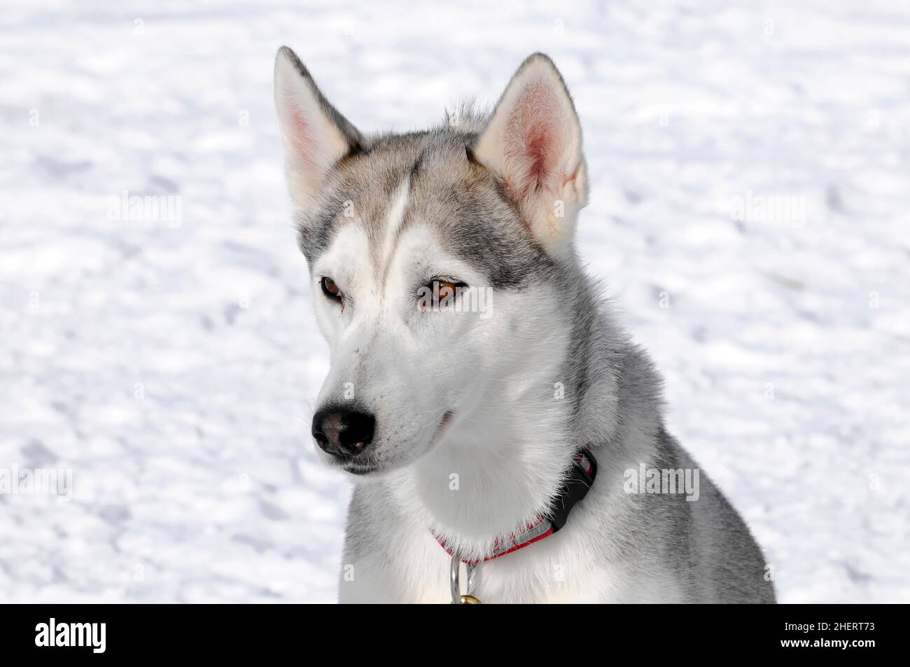 Siberian Huskies, Portrait, 6th International Sled Dog Race 26. 27. Januar 2013, Inzell, Bayern, Deutschland Stockfoto