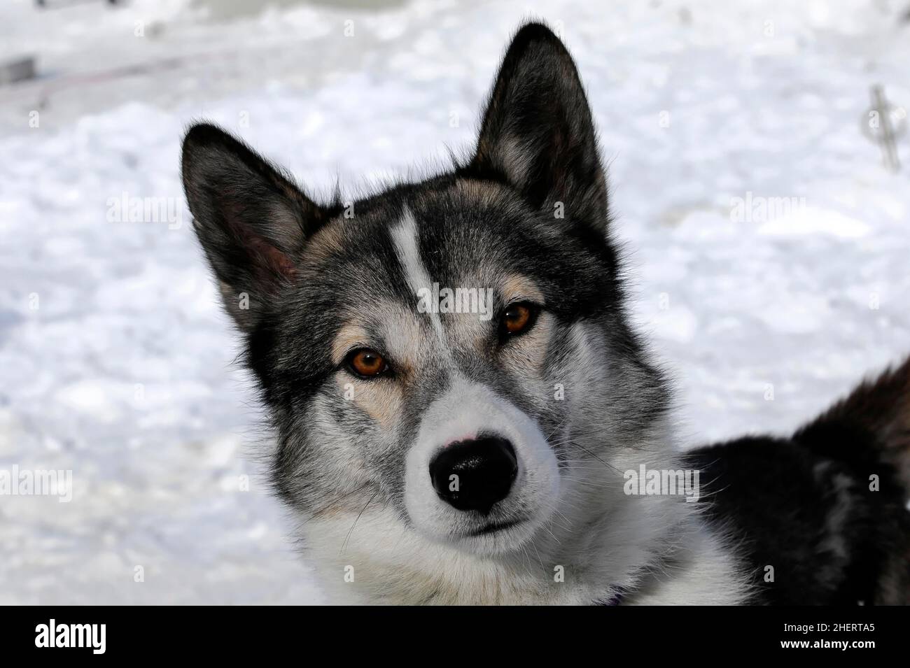 Siberian Huskies, Portrait, 6th International Sled Dog Race 26. 27. Januar 2013, Inzell, Bayern, Deutschland Stockfoto