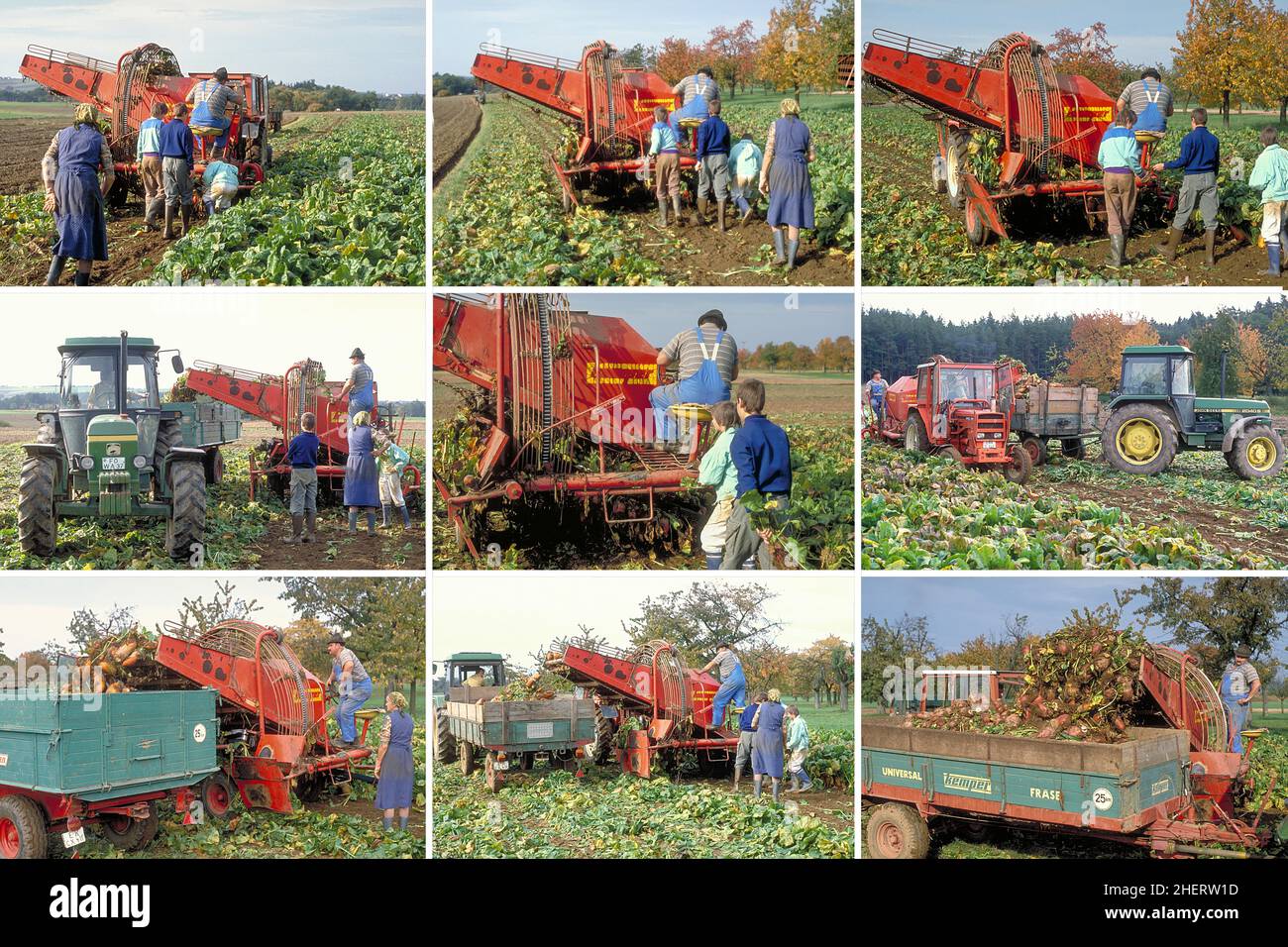 Bauernfamilie und Helfer bei der Rübenernte mit Harvester und Verladung, Franken, Bayern, Deutschland Stockfoto