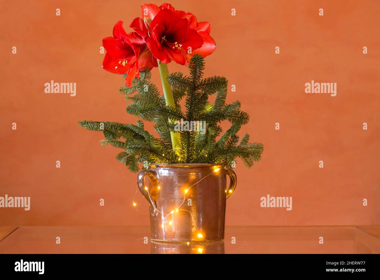 Blühende Belladonna-Lilie (Amaryllis belladonna) in einem Topf auf einem Glastisch, Bayern, Deutschland Stockfoto