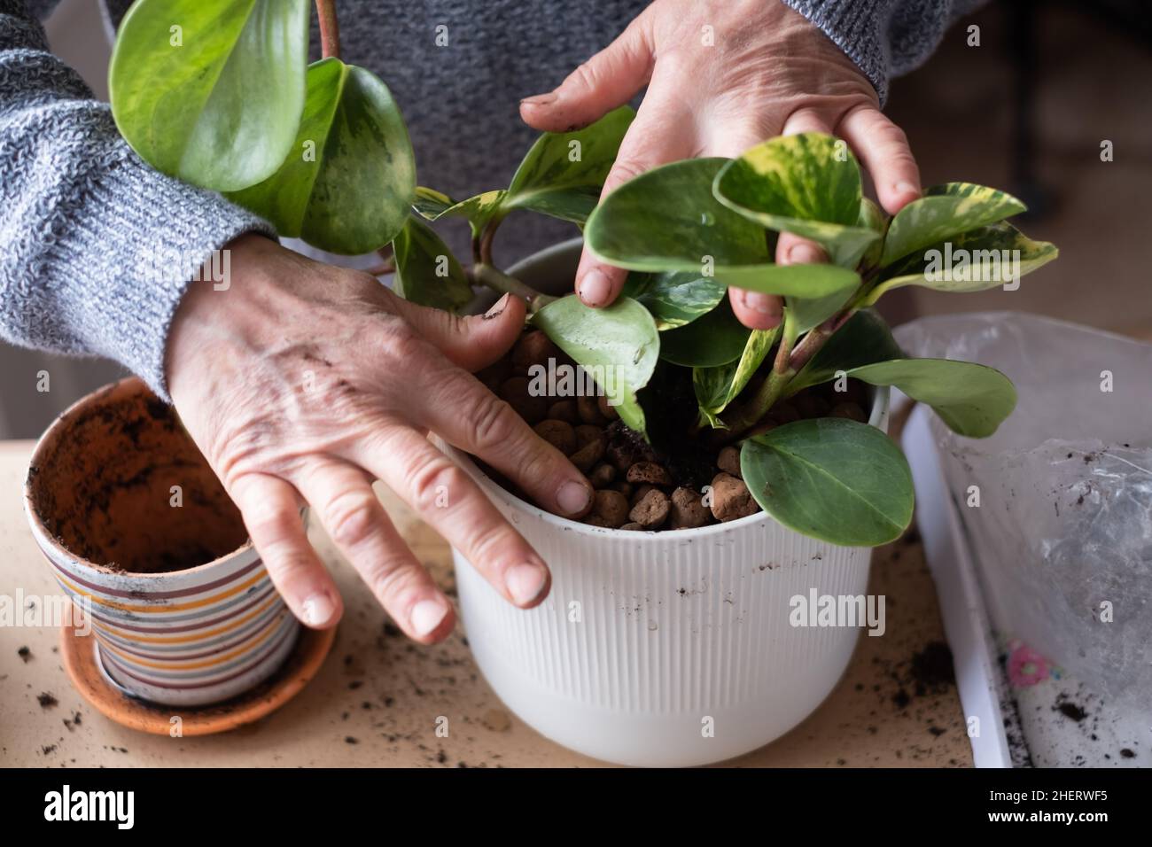 Pflege von Zimmerpflanzen, weibliche Hände halten eine Pflanze in einem Blumentopf. Stockfoto