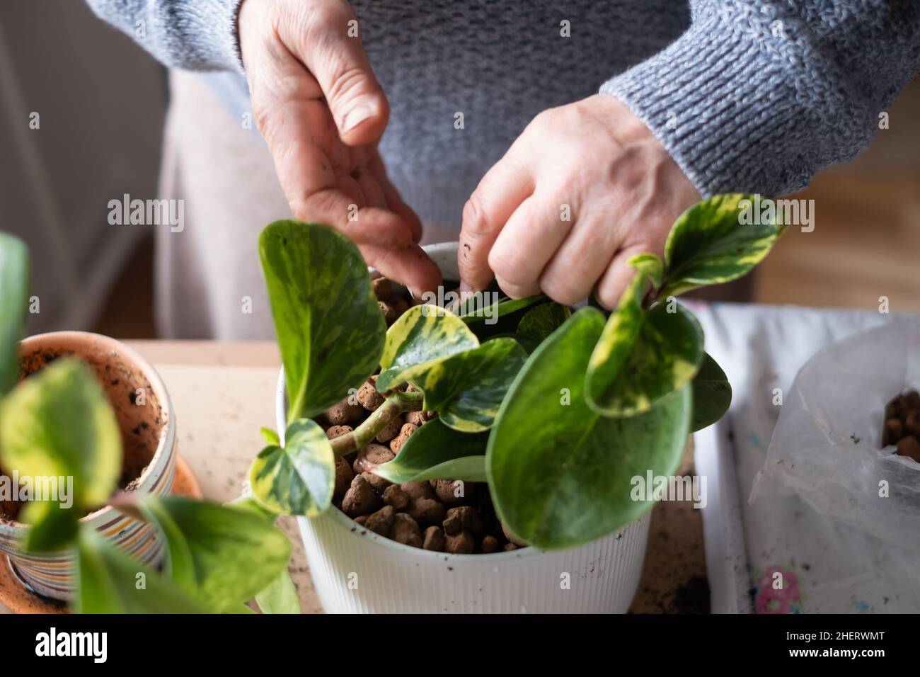 Pflege von Zimmerpflanzen, weibliche Hände halten eine Pflanze in einem Blumentopf. Stockfoto