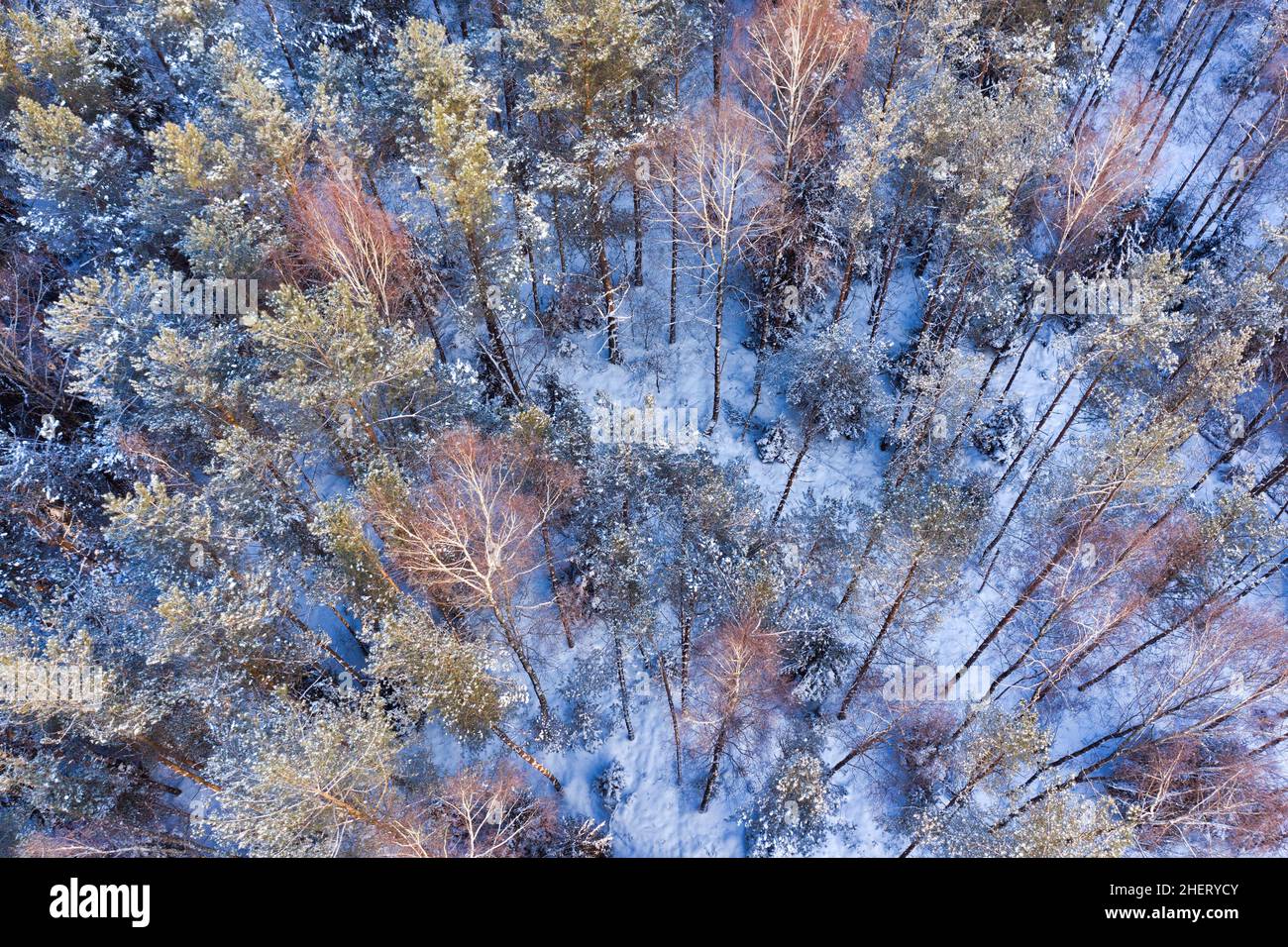 Luftaufnahme des Winterwaldes von einer Drohne. Schneebedeckte Bäume in der Wintersaison. Kalter Tag im januar Stockfoto